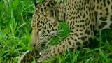 jaguar skills
