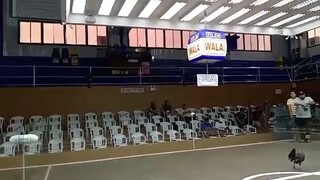 5cocks 5million guranted