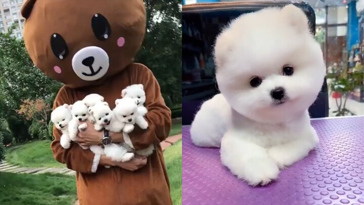 Tik Tok Chó Phốc Sóc - Funny and Cute Mini Pomeranian #3
