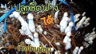 ปลูก​เห็ดฟาง​ได้​เห็ด​ปลวก​ทำ​ได้​ไง​โดย​จารย์​สิงห์​บ้าน​ดง​