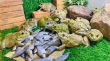 Live feeding family frogs small farm cute frogs #funny animals