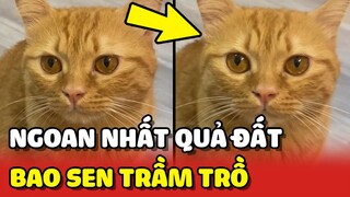 Chú mèo NGOAN NGOÃN nhất QUẢ ĐẤT khiến bao con Sen TRẦM TRỒ 😍 | Yêu Lu