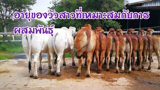 #วัวอายุเท่าไหร่ถึงจะพร้อมผสมJEWLEX RANCH Tel.0897896445เฮียเล็กสุดหล่อ