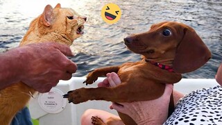 Funniest Cats And Dogs Videos 😁 - Best Funny Animal Videos 2024 🥰#3