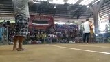 2 cock dervy Timbangan Sta rita Coliseum CHAMPION                       1st fight GBx5k sweateR WIn