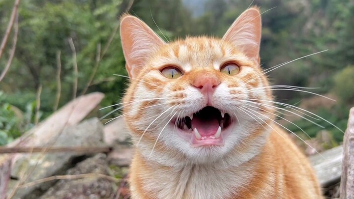 Binatang|Kucing Oranye yang Rakus