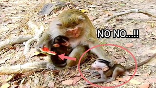 NO NO..!! Monkey Brina Pull And Drag Baby Scare Very Much, Pity Baby Monkey Scare Brina Fight Much