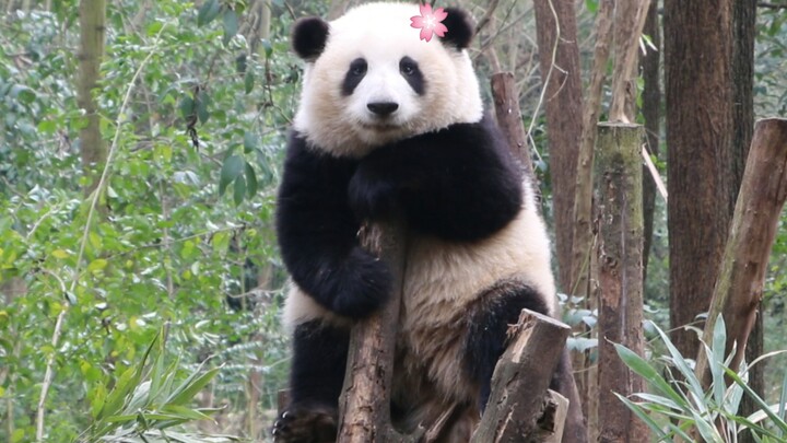 Binatang|Saat Panda Raksasa Mendengar Suara Kamera