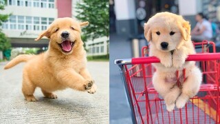 Baby Dogs - Cute and Funny Dog Videos Compilation #41 | Aww Animals