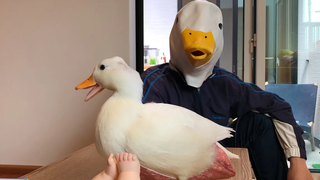 Duckman เล่นกับ Call Duck
