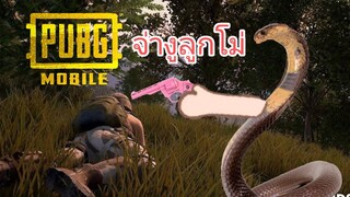 PUBG MOBILE | จ่างูลูกโม่