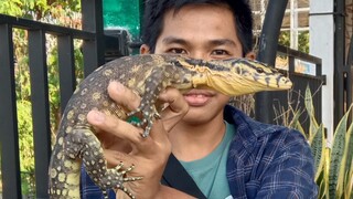 koleksi biawak ( Varanidae )