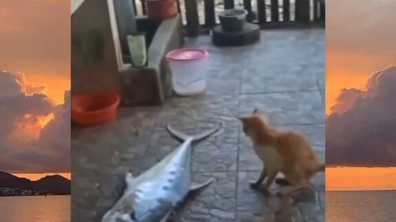 apaan ini? ikan kah? kayu kah? 🐈🐈😻 #short #trending #viral #catlove