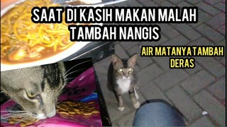 Astaghfirullah Kucing Hamil Ini lapar Minta Makan Sampai Nangis Dan Mentes Air Matanya Ke Bawah,,!