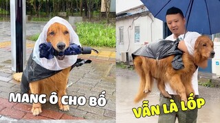 Gia Đình Lốp | Cảm Động LỐP Mang Ô Cho Bố Và Cái Kết Gớt Nước Mắt 😂 Gâu Đần Official