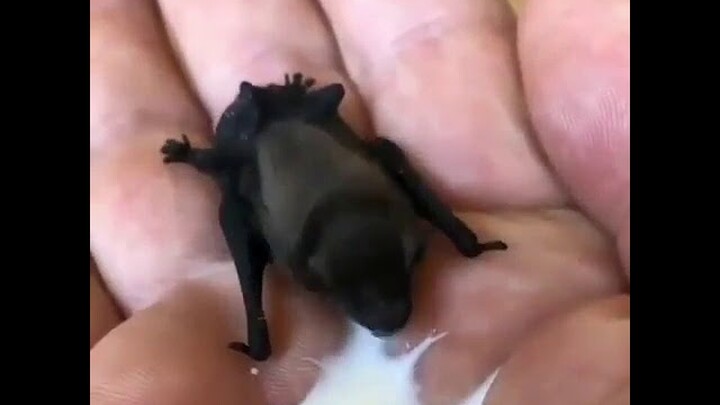 Video Lucu Hewan Edukatif untuk Anak Cara Memberi Makan Anak Kelelawar Bat