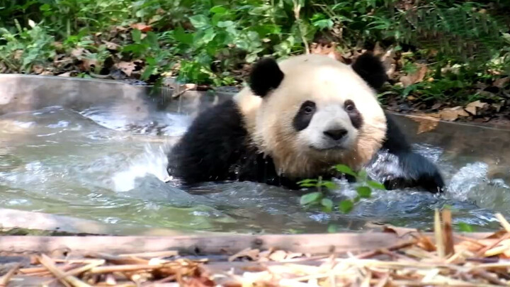 【Panda Mei Lan】Bathing, Don't Peek!