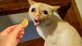 Funny Dog And Cat Reaction To Food - ASMR | Pets House