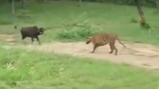 This cow has a little bit of tiger, this tiger has a little bit of cow