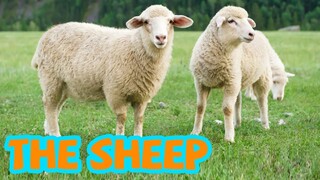 Bé tập nói tiếng anh | Con cừu | Baby practice speaking English | The sheep