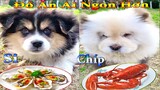 Thú Cưng TV | Dương KC Pets | Bông ham ăn Chíp Cute #37 | chó vui nhộn | funny cute smart dog pets