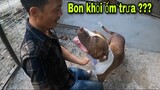 Tình Trạng Sức Khoẻ Của Rottweiler Mun Và PitBull Bon Mẹ Của Thợ Săn Số 1 Việt Nam