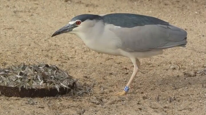 [Bird Meme Animation/Night Heron] มีมหอยทาก