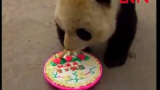 【大熊猫高高】吃甘蔗和奶油蛋糕的高高