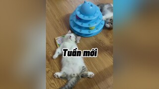 Hê lô :))) mèo cat cute