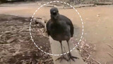 This bird can imitate many sounds