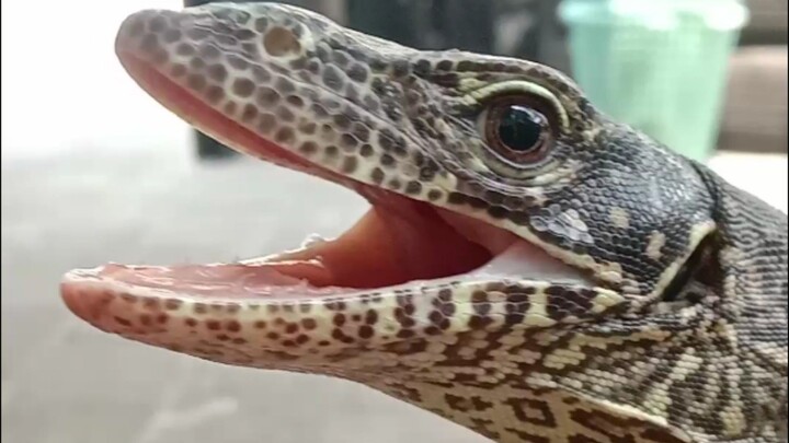 Biawak ekor biru ( Varanus doreanus )