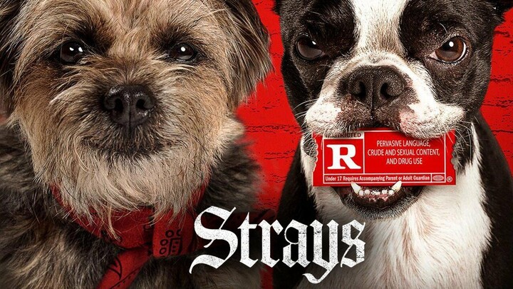 Strays/watch for free click on the link in description