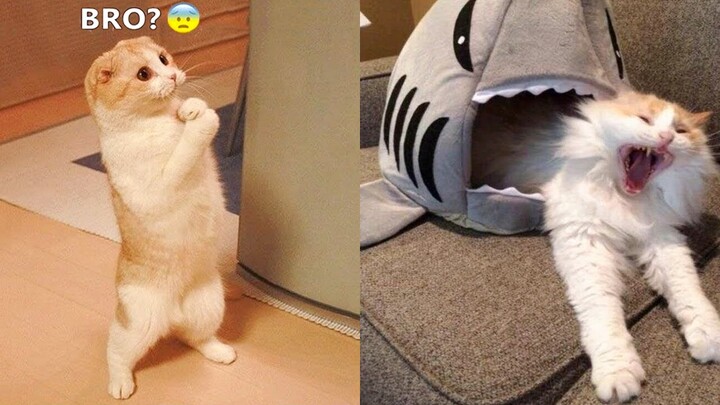 Try Not To Laugh While Watching Funny Animals Video Compilation #58 - Bilibili Try Not To Laugh While Watching Funny Animals Video Compilation #58 - Bilibili
