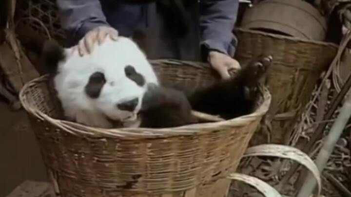 以前的四川人捡到的大熊猫之四川人每家每户其实家里都是有养大熊猫的。视频不是p的，所以肯定是真的。