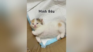 Minh Kon Tum Bếuuuuu cat mèo