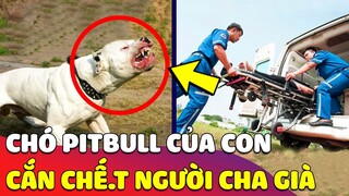 Xót xa người đàn ông bị đàn 'CHÓ PITBULL' của con trai tấn công 'KHÔNG QUA KHỎI' 😥 Gâu Đần