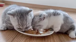 One-Month-Old Cats Eating Canned Meat
