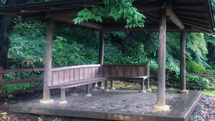 [Xinkaicheng Sacred Land Tour] The Garden of Words and Leaves Shinjuku Gyoen On-the-spot shooting "T