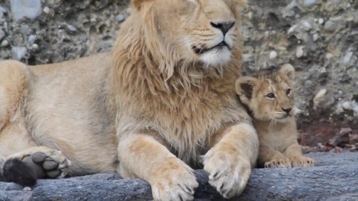 Sư tử con thích chơi với sư tử đực chưa trưởng thành