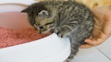 [Animals]A cute kitty learning to use cat litter