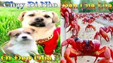 Thú Cưng TV | Dương KC Pets | Bông ham ăn Chíp Cute #39 | chó vui nhộn | funny cute smart dog pets