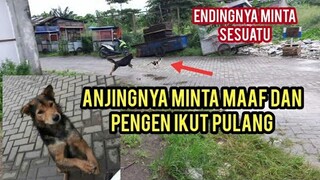 Kucing Jalanan Ini Di Kejar-Kejar Anjing Endinya Anjingnya Minta Maaf Mohon-Mohon Minta Di Adopsi..!