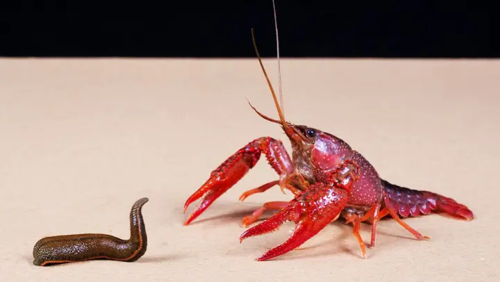 Crawfish vs leeches, who is tougher?