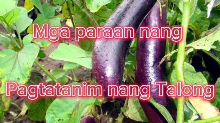 Mga Paraan nang Pagtatanim nang Talong.