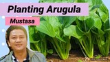 How To Grow Arugula/Pechay/Mustasa/Hugas Bigas