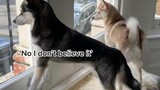 Cat(ching) Mom in the ultimate betrayal😠🐈 should we forgive her? topcat funny strangepets dogmom kleekai fyp