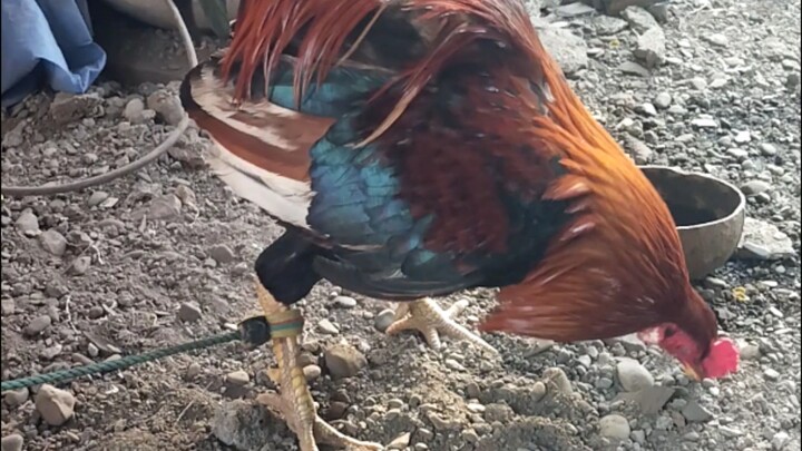 pula manok