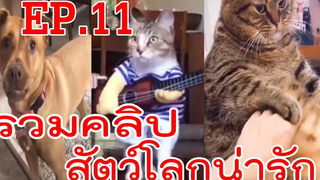 คลิปตลก ฮา EP11 รวมคลิปสัตว์โลกน่ารัก (คลิปน่ารัก)