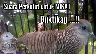 Perkutut Lokal suara PANCINGAN paling cocok untuk mikat perkutut
