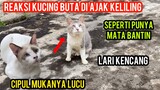 Mengharukan Kucing Buta Yang Dulu Menderita Di Jalan Sekarang Bahagia Ikut Cats Lovers Tv..!